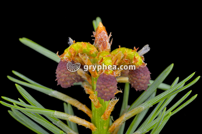 Pin sylvestre - jeunes cônes femelles (Pinus sylvestris, Pinaceae) - gryphea.org